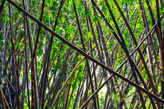 Growing Green bamboo forest background. Bamboos Forest.