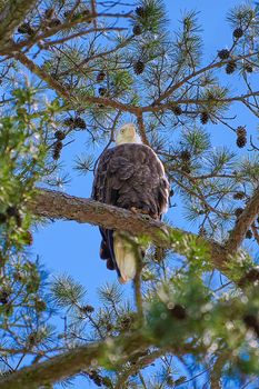 Bald Eagle siting in a pine tree.