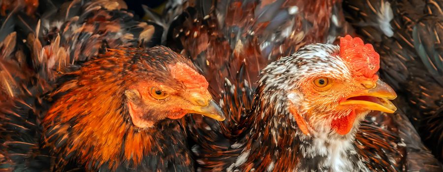Closeup head hen Chickens cock portrait bird background