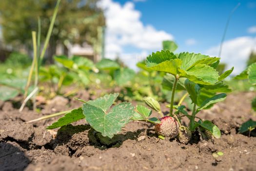 strawberries ripening in the sun in a field on an organic farm, healthy fruit without chemicals.