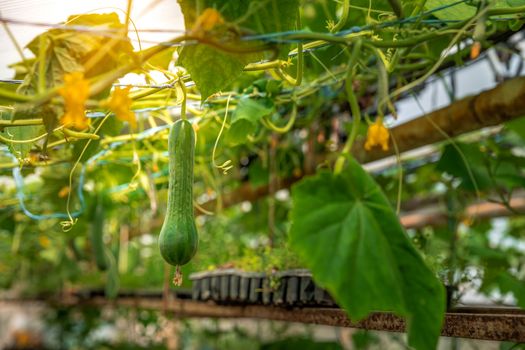 cucumbers growing in a greenhouse, healthy vegetables without pesticide, organic product. copy space.