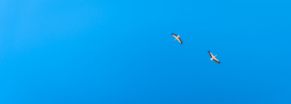 couple of stork in the blue sky. banner with copy space.