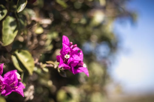 bougainvillea flower on a sunny winter day in Portugal