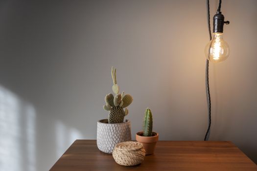 Cactus plants over a bedside table 
