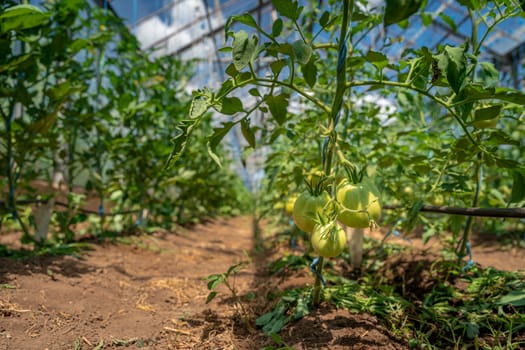 Organic green tomatoes ripen in a greenhouse. growing vegetables without chemicals, healthy food.