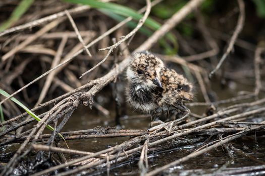 Little lapwing chick hiding in the grass