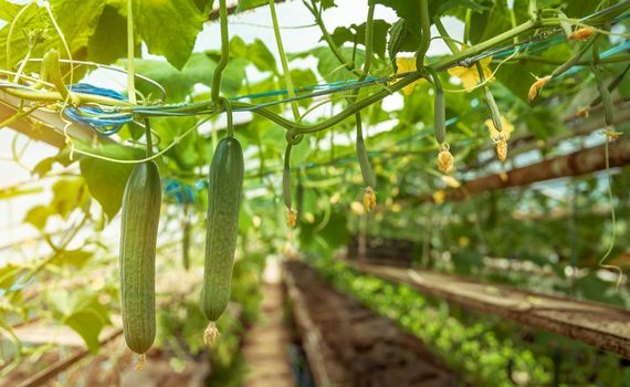 cucumbers growing in a greenhouse, healthy vegetables without pesticide, organic product.