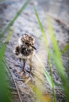 Little lapwing chick hiding in the grass