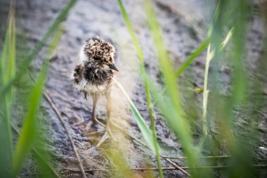 Little lapwing chick hiding in the grass