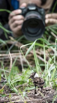 Little lapwing chick hiding in the grass from the photographer