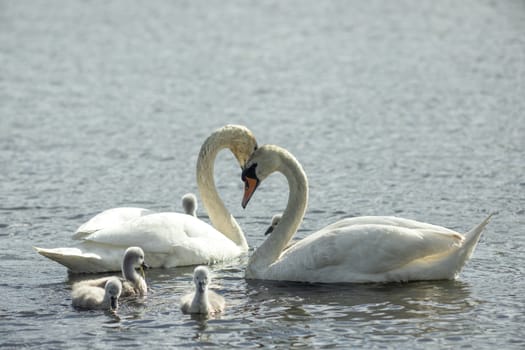 Male and female of swans and their young chicks. The mute swan (Cygnus olor) is a famous species of swans belonging to the waterfowl family of Anatidae