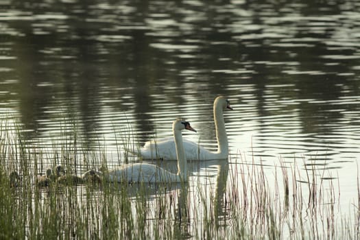 Male and female of swans and their young chicks. The mute swan (Cygnus olor) is a famous species of swans belonging to the waterfowl family of Anatidae
