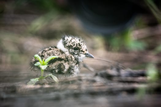 Little lapwing chick hiding in the grass