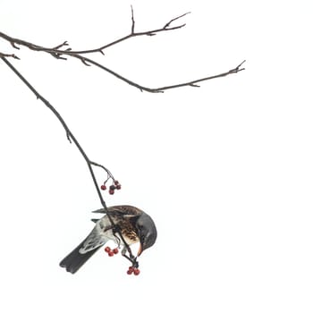 Thrush bird sits on a rowan branch against the sky