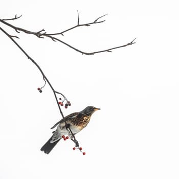 Thrush bird sits on a rowan branch against the sky