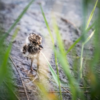 Little lapwing chick hiding in the grass