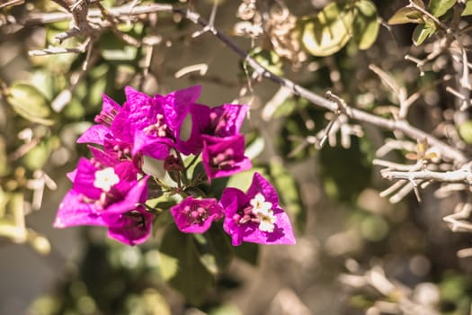 bougainvillea flower on a sunny winter day in Portugal