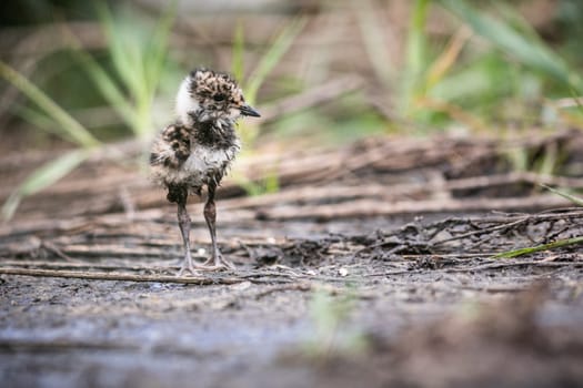 Little lapwing chick hiding in the grass