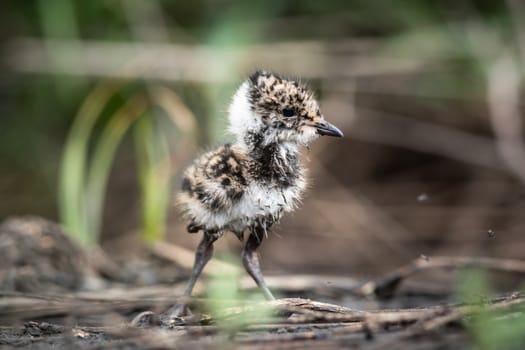 Little lapwing chick hiding in the grass