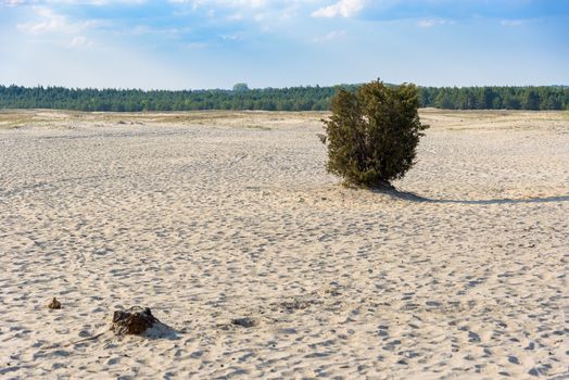 Lonley bush on Bledow Desert, the biggest sand accumulation away from any sea, located in southern Poland