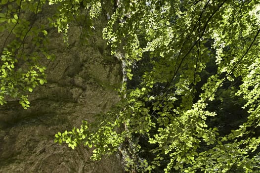 Autumn walk through the maze of Teteven Balkan with high peaks and mossy steep cliff, Stara Planina, Bulgaria