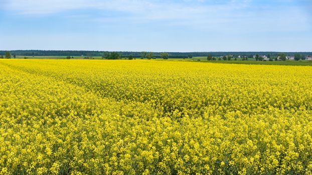 Panoramic view of rural landscape of blooming rapeseed field