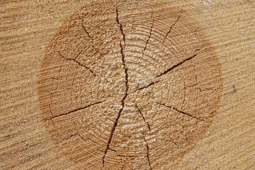 Cut tree stump as natural background or texture