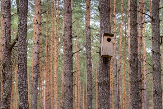 Birdhouse for the wild birds hanged on the tree in a forest