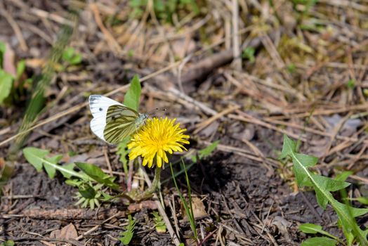 White butterfly on the yellow flowerhead of field milk thistle