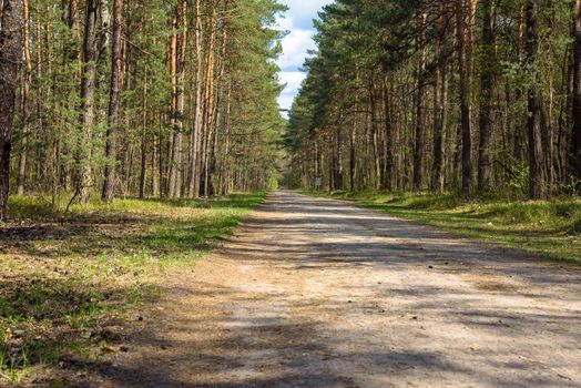 Forest road in Zabnik river valley reserve in Jaworzno in Poland at spring sunny day