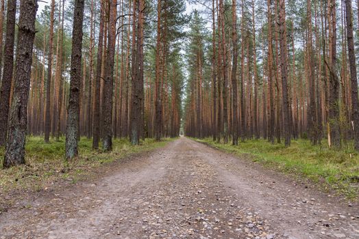 Straight dirt road through pine forest in Poland