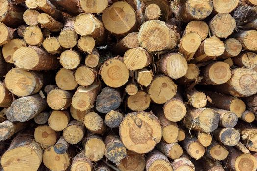 Closeup of pine wooden logs stack as a background