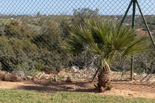 palm tree in front of a fence in a garden in portugal