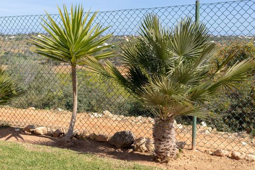 palm tree in front of a fence in a garden in portugal