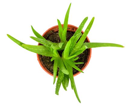 Top view of aloe plant in a pot isolated on white background with clipping path