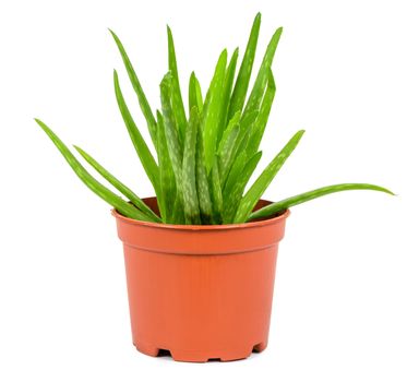 Aloe plant in a pot isolated on white background with clipping path