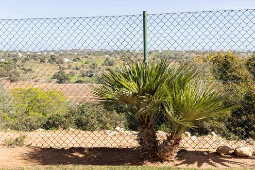 palm tree in front of a fence in a garden in portugal