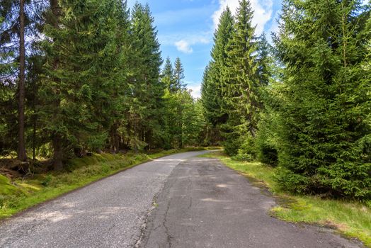Forest road to Orle shelter in Jizera Mountains, Jakuszyce, Poland