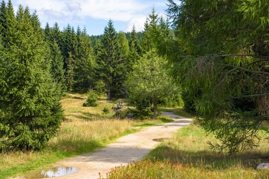 Summer view of forest path in Jizera Mountains in Poland