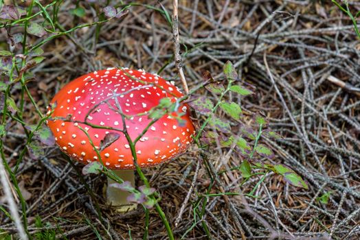 Amanita muscaria - red toadstool in a forest. Shallow depth of field.