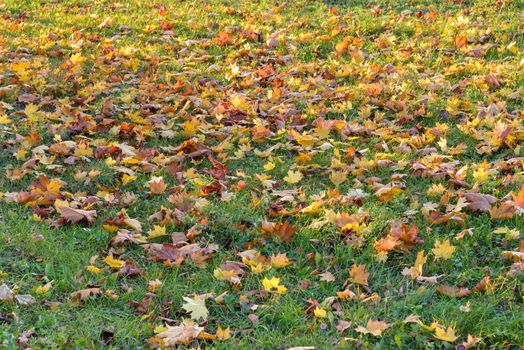 Colorful autumn leaves on the grass as natural background