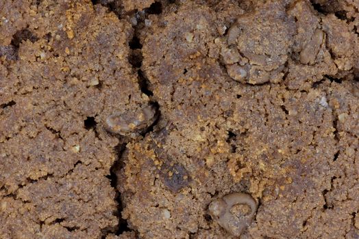 Closeup of chocolate chips cookie as confectionery background or texture