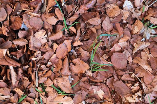 Detailed close up view on a forest ground texture with moss and branches found in a european forest