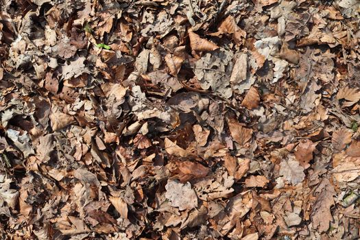 Detailed close up view on a forest ground texture with moss and branches found in a european forest