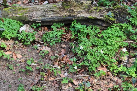 Detailed close up view on a forest ground texture with moss and branches found in a european forest