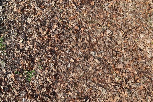 Detailed close up view on a forest ground texture with moss and branches found in a european forest