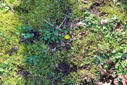 Detailed close up view on a forest ground texture with moss and branches found in a european forest