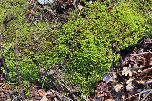 Detailed close up view on a forest ground texture with moss and branches found in a european forest