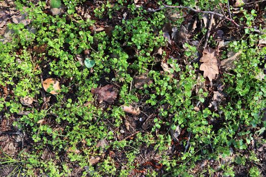 Detailed close up view on a forest ground texture with moss and branches found in a european forest