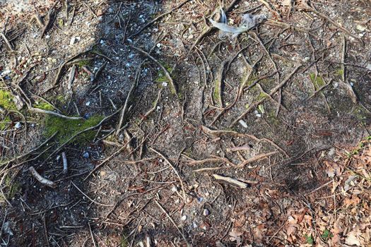 Detailed close up view on a forest ground texture with moss and branches found in a european forest